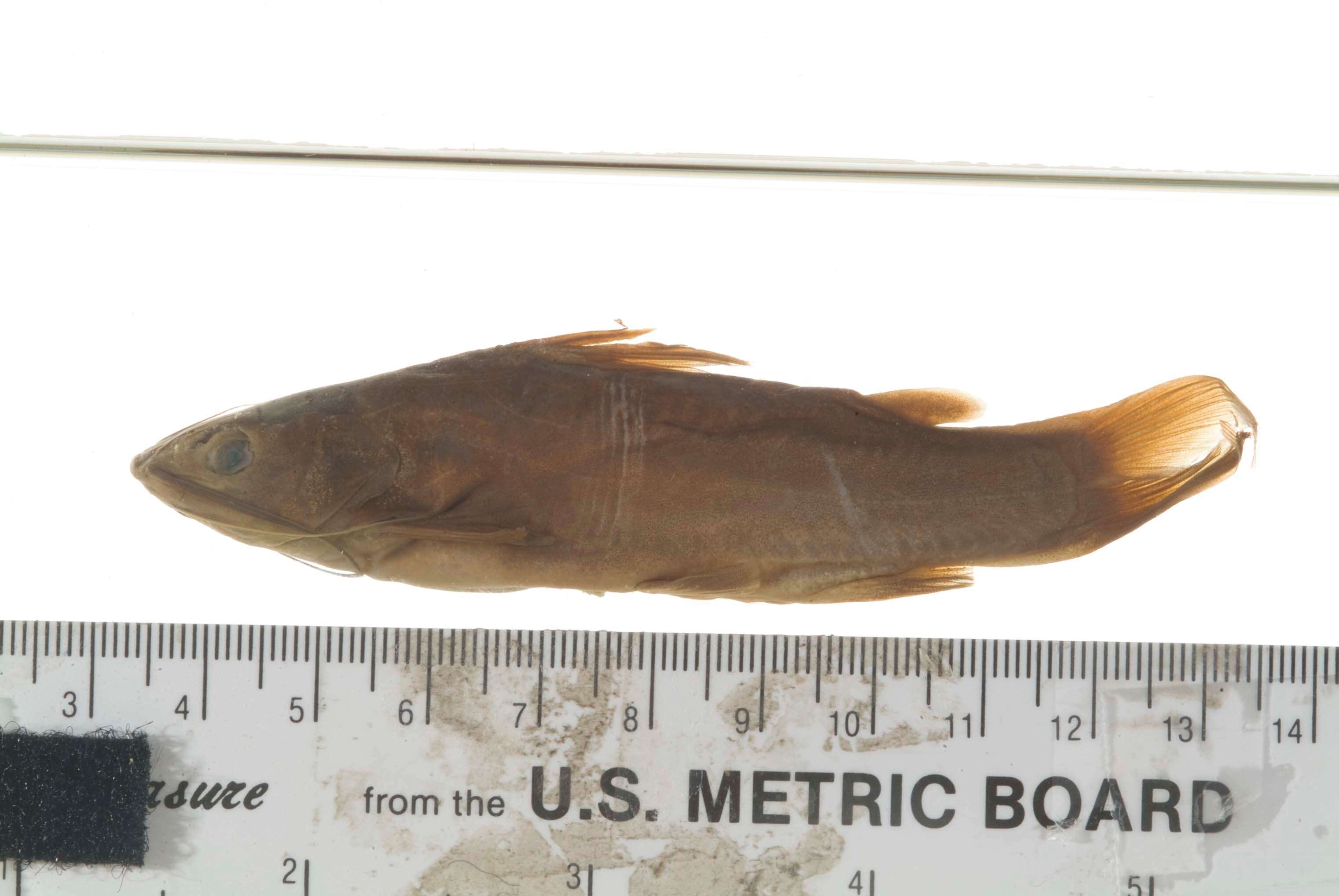 Image of Catfish