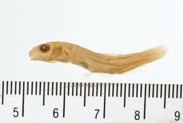 Image of Santee chub