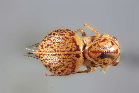 Image of Parantonae ornata Plummer
