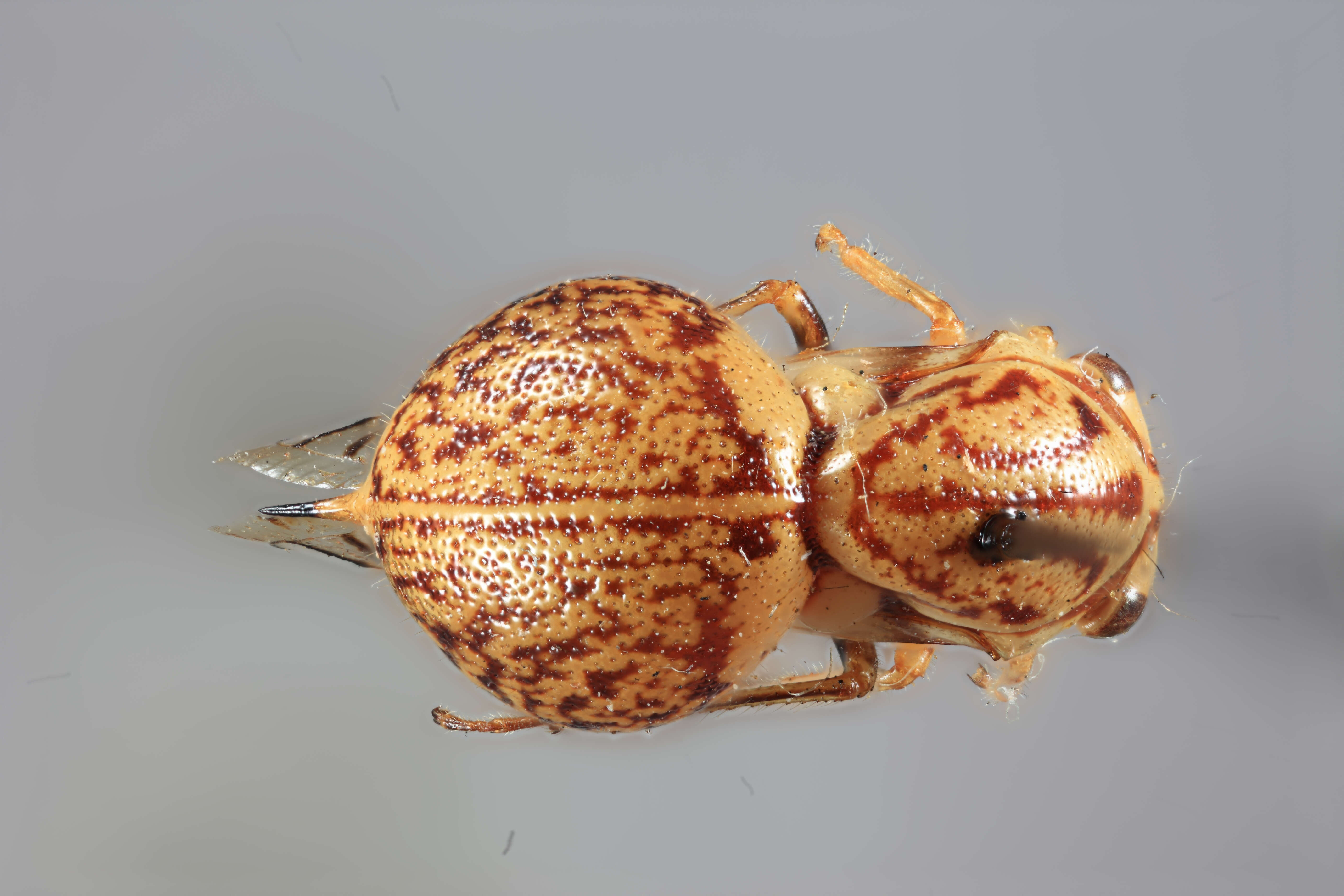 Image de Parantonae ornata Plummer