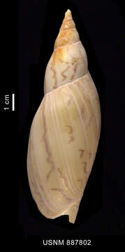 Image of Adelomelon ancilla (Lightfoot 1786)