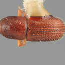 Image of Scolytodes impressus Wood 1969