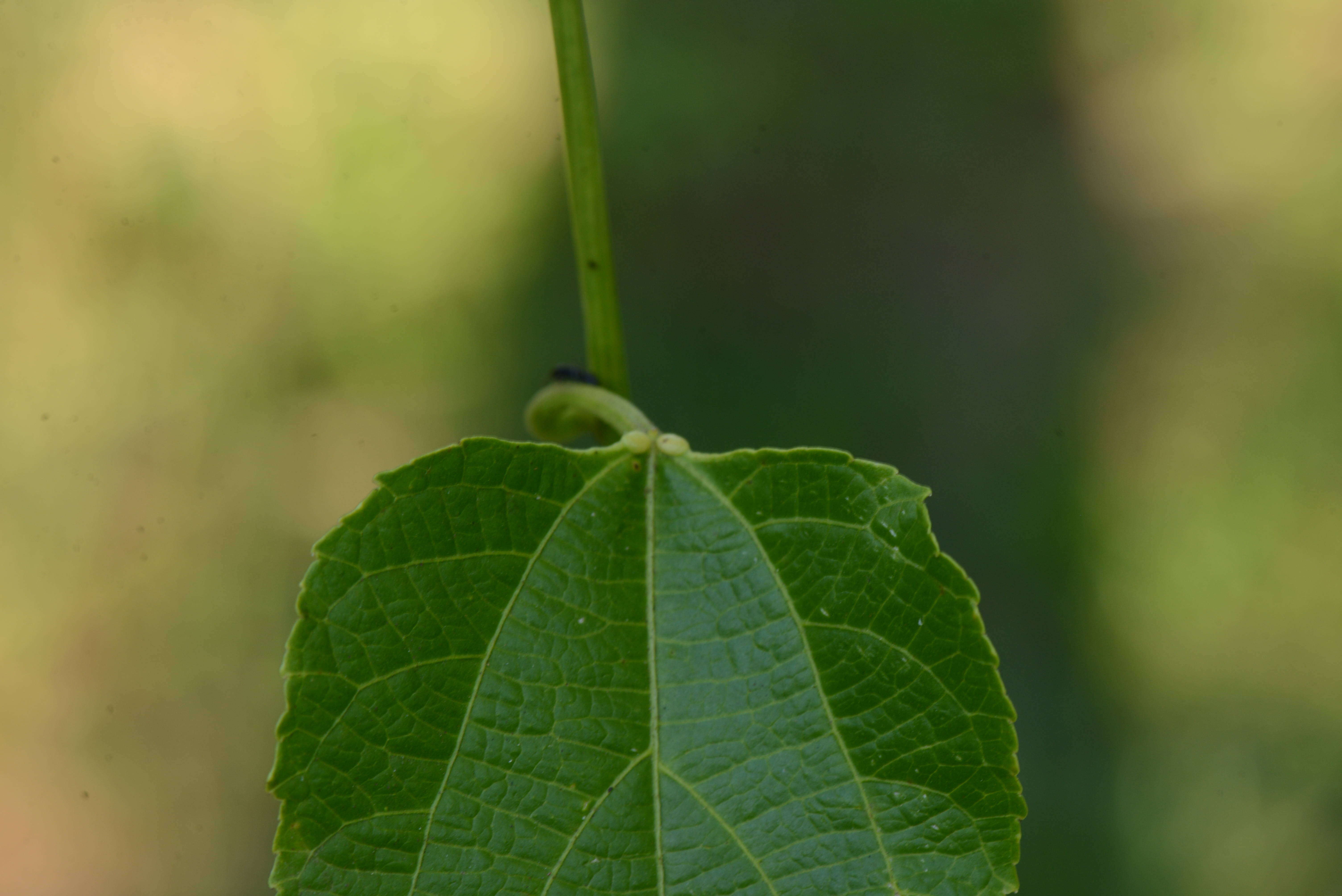 Слика од Plukenetia volubilis L.