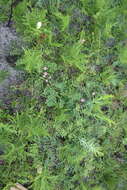 Image of Mimosa quadrivalvis var. angustata (Torr. & A. Gray) Barneby