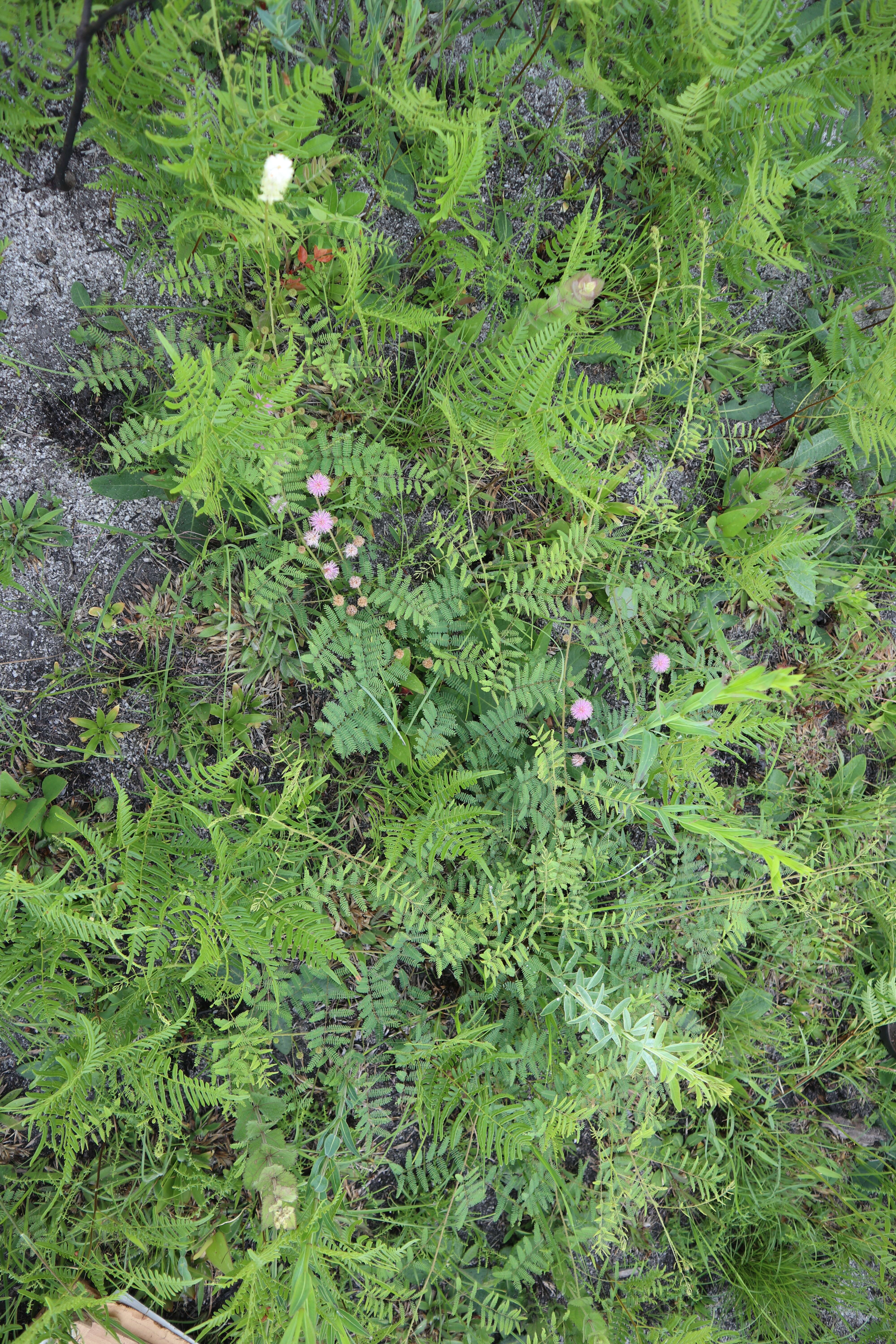 Image of Mimosa quadrivalvis var. angustata (Torr. & A. Gray) Barneby