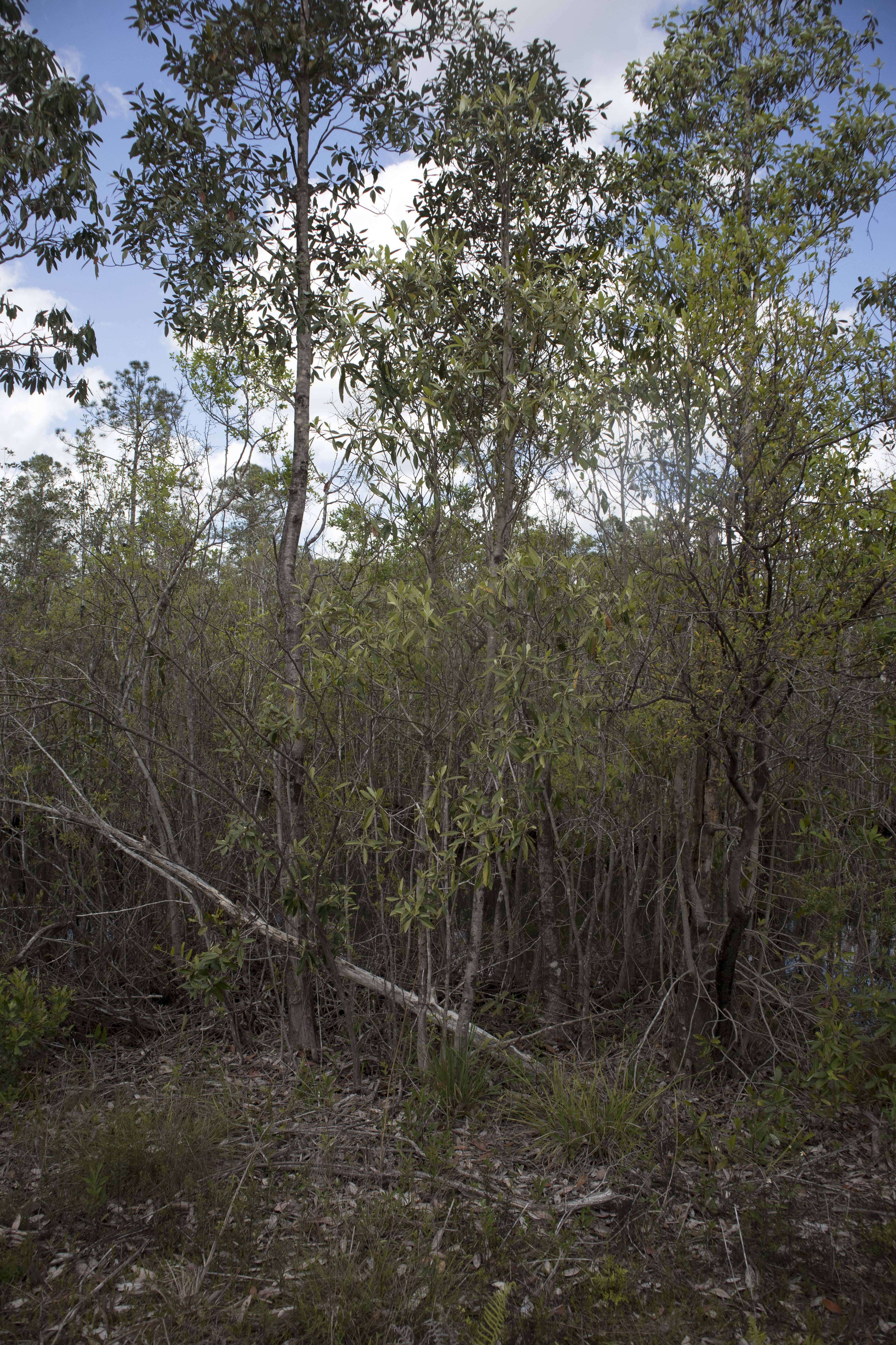 Image of Swamp Bay