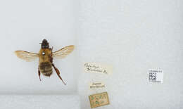 Imagem de Bombus diversus Smith 1869