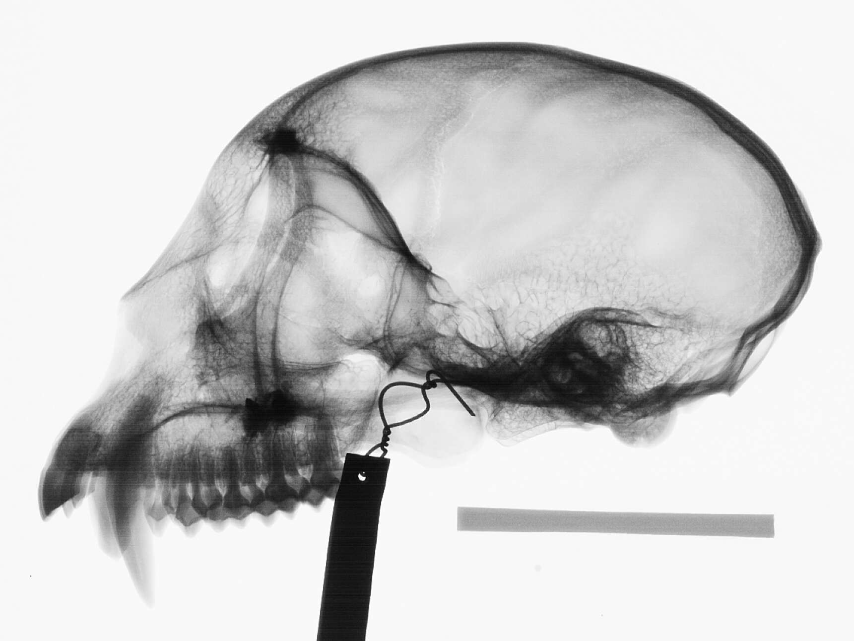 Plancia ëd Cercopithecus cephus cephodes Pocock 1907