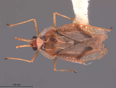 Image of Leptopharsa enodata Drake 1942