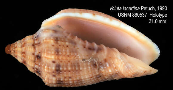 Image of Voluta lacertina