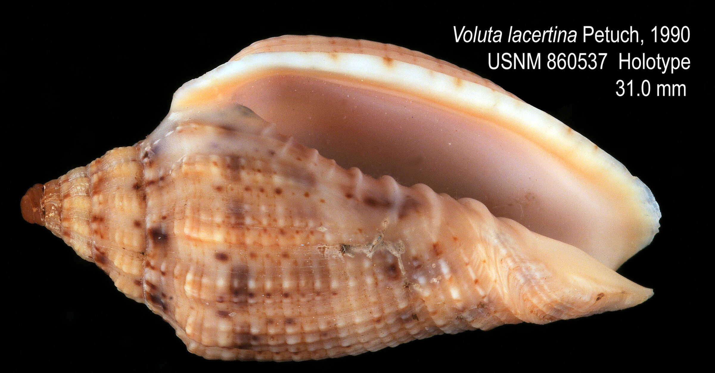 Image of Voluta lacertina
