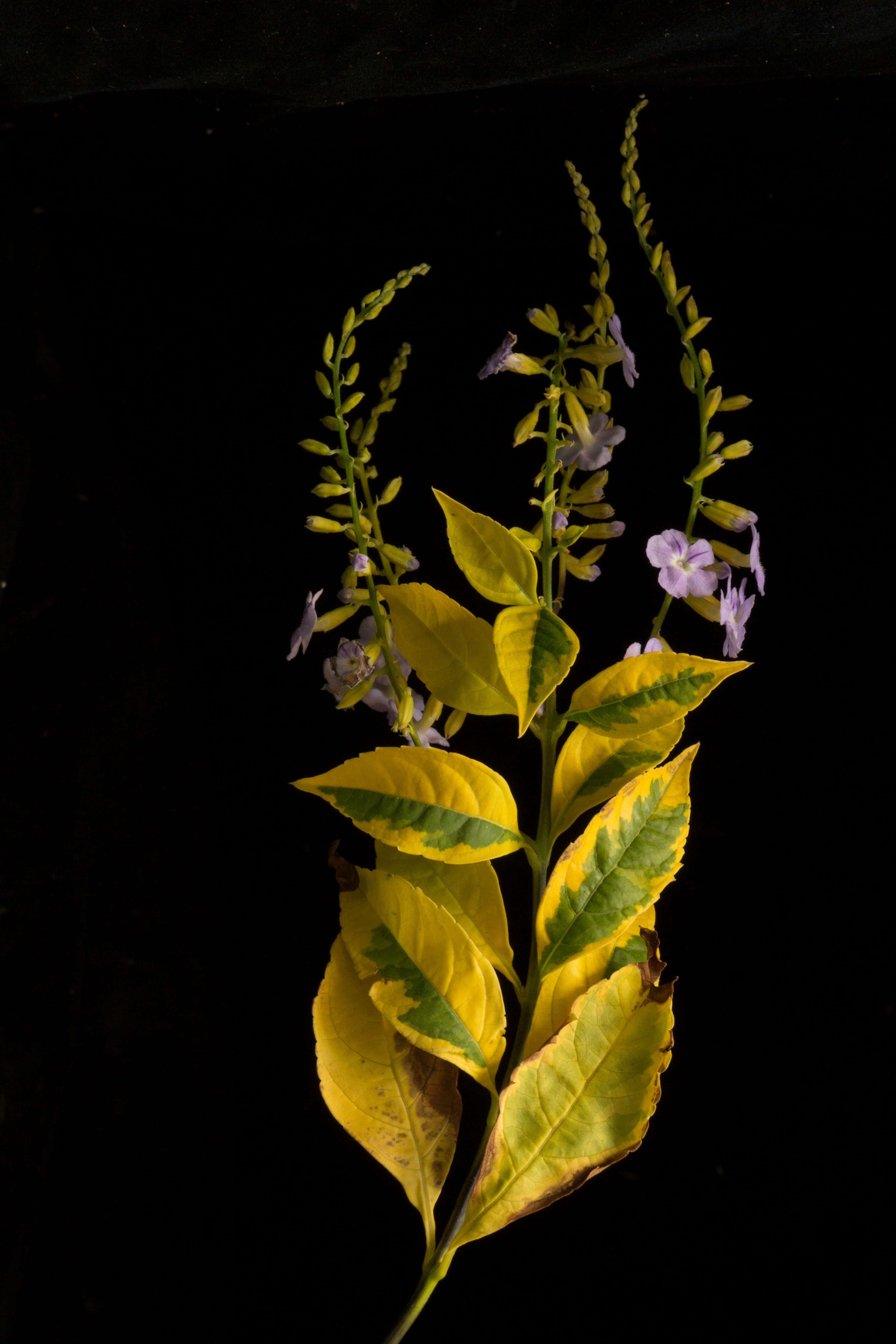 Duranta erecta L. resmi