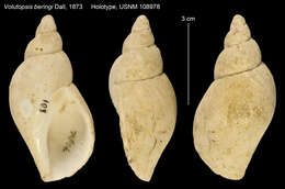 Слика од Volutopsis Cossmann 1901