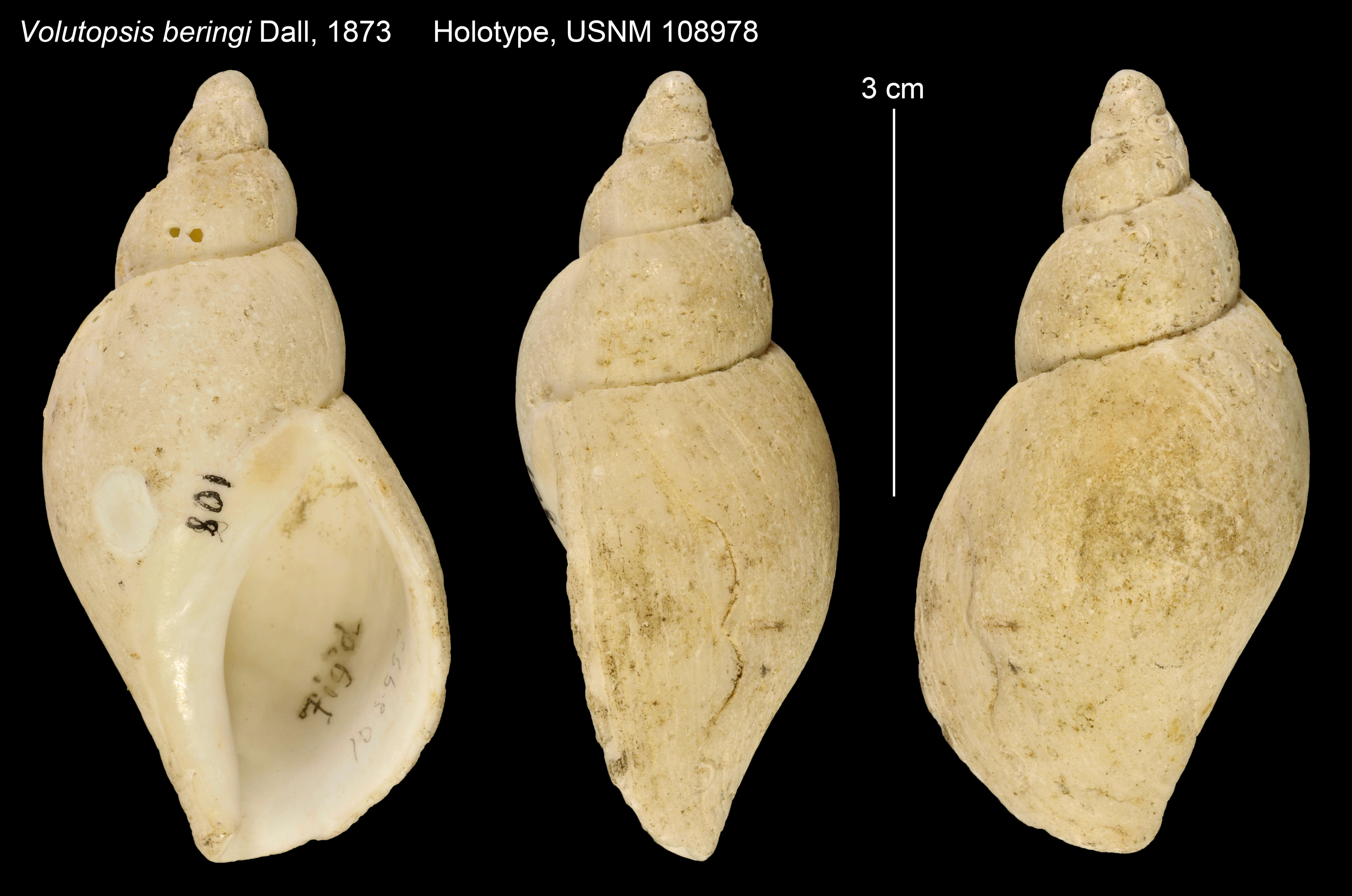 Слика од Volutopsis Cossmann 1901