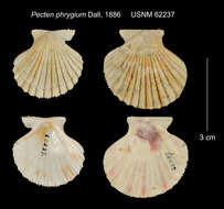 Image of spathate scallop