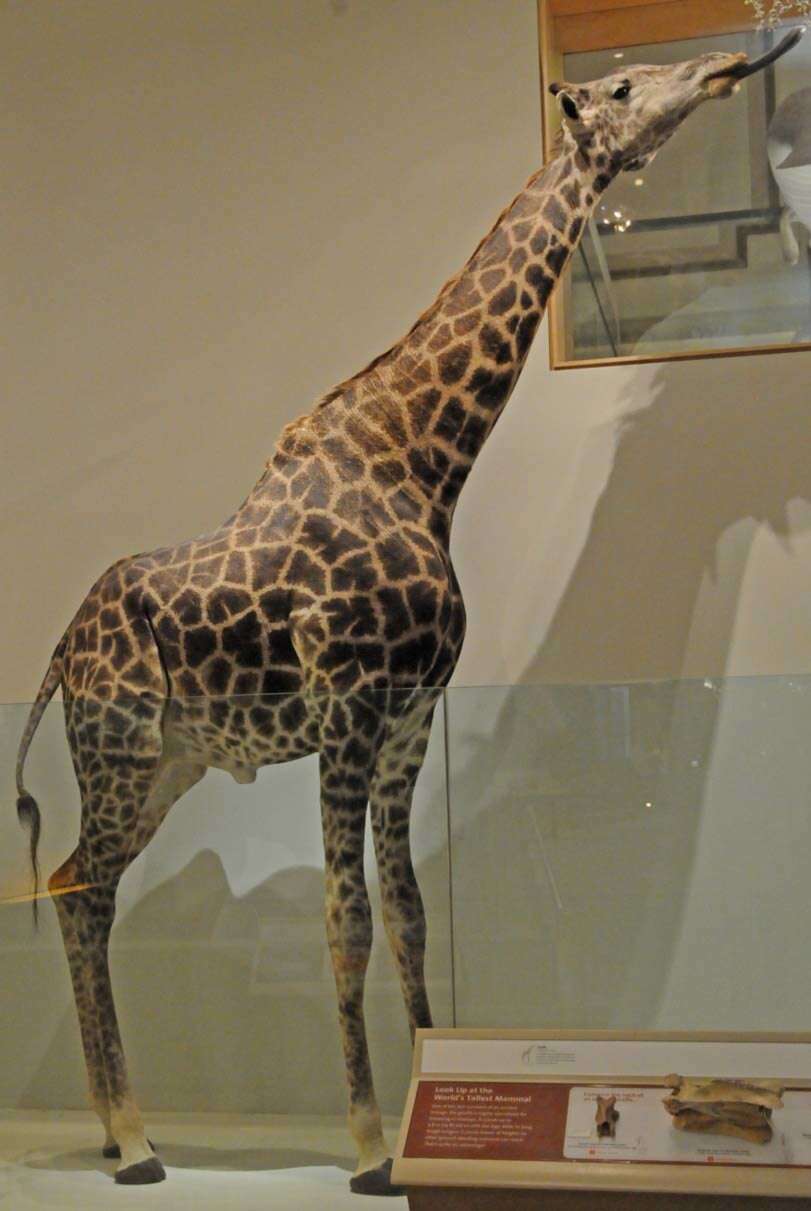 Image of Giraffe