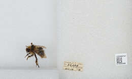 Image de Bombus insularis (Smith 1861)