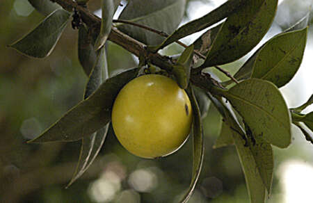 Image de Garcinia portoricensis (Urb.) Alain H. Liogier