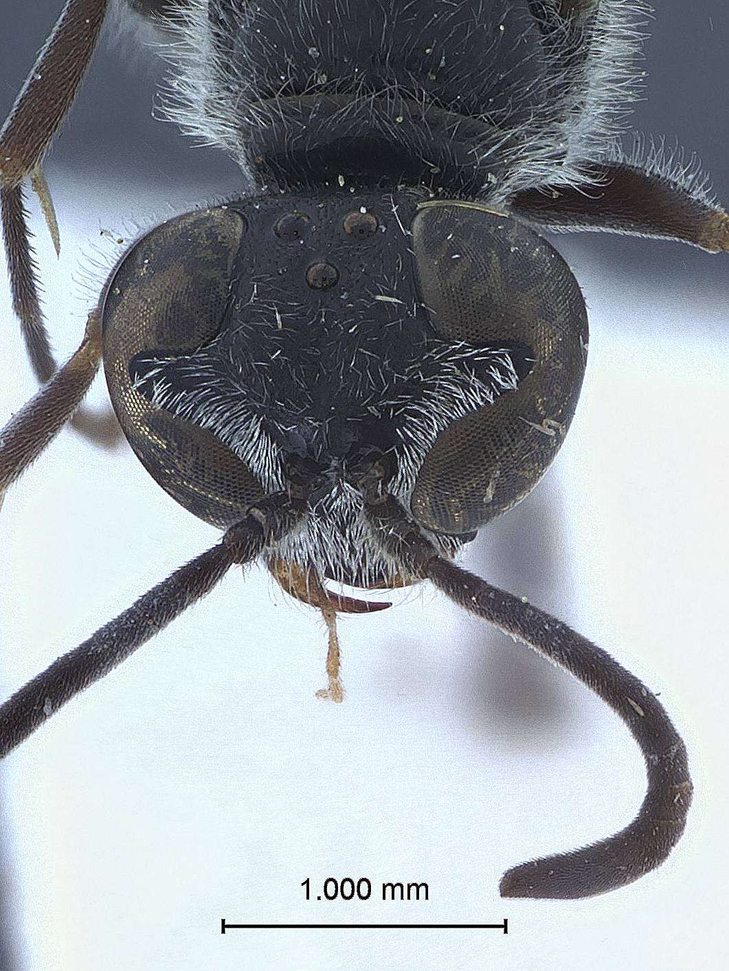 Image of Rhopalum murotai Tsuneki 1973