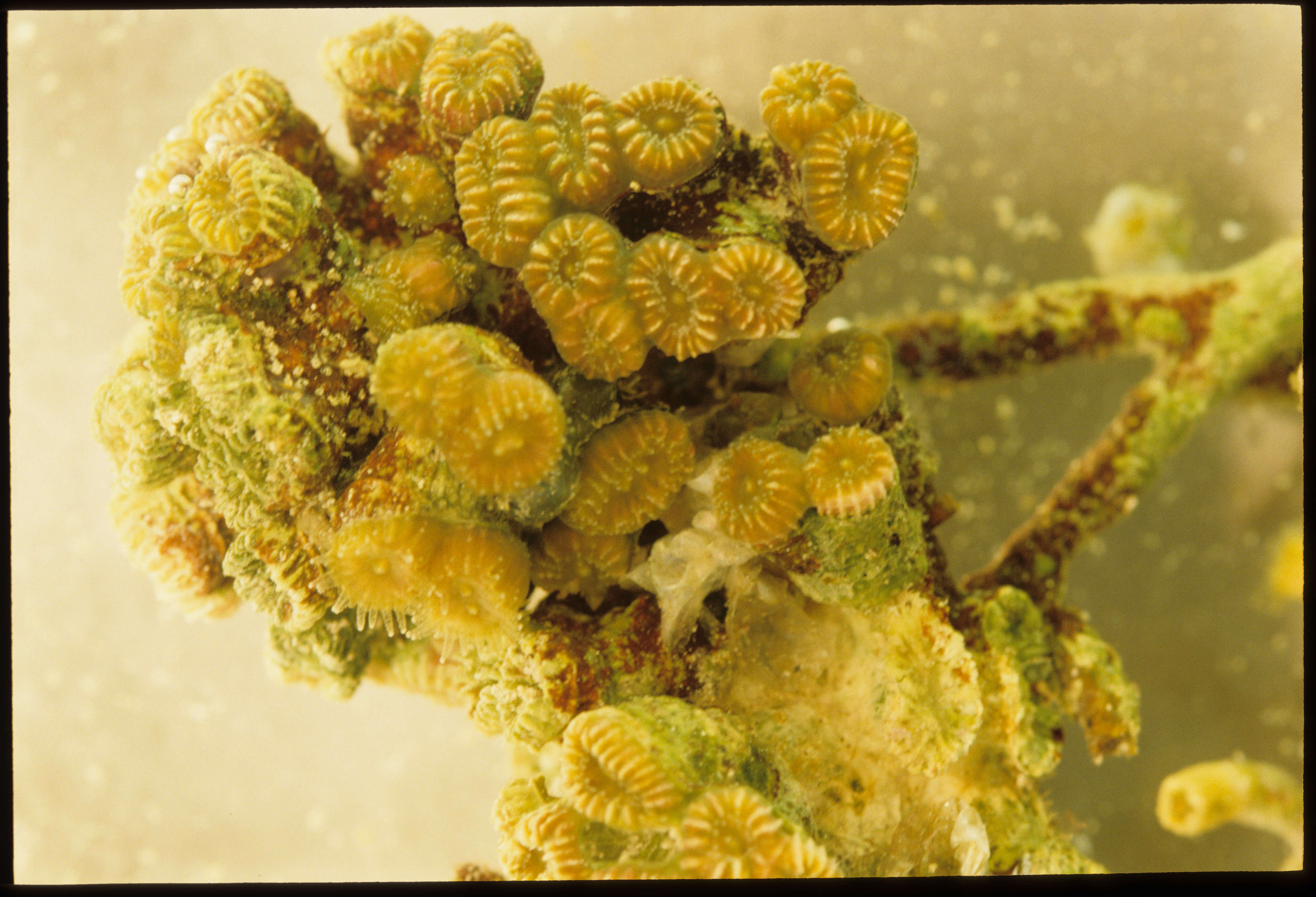 Image of Golfball Coral