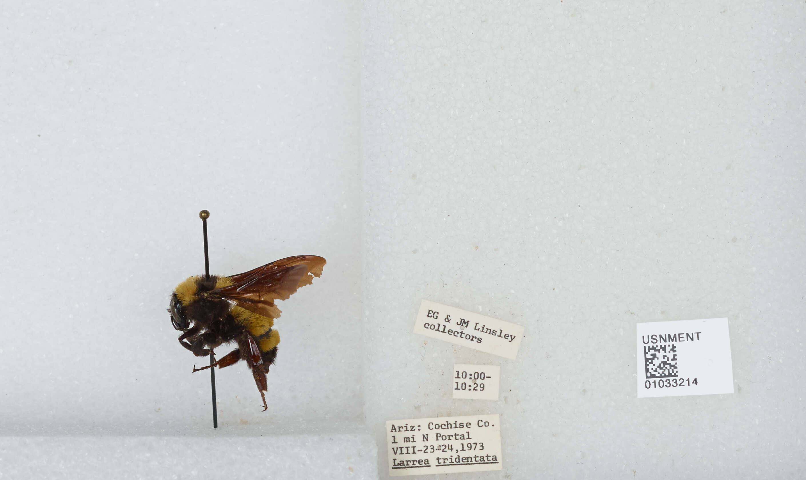 Image of Sonoran Bumble Bee