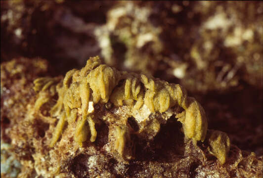 Image of Ectocarpus breviarticulatus J. Agardh