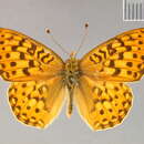 صورة Argynnis mormonia Boisduval 1869