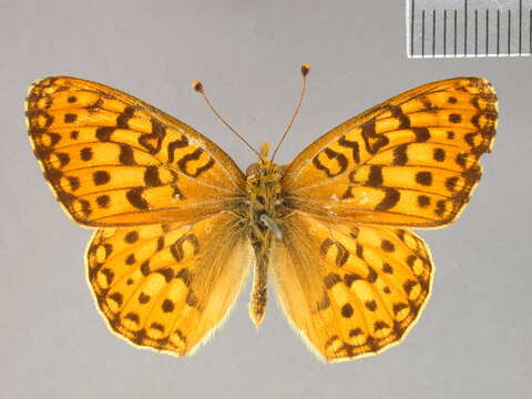 Слика од Argynnis mormonia Boisduval 1869