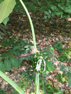 Image of Jack in the pulpit