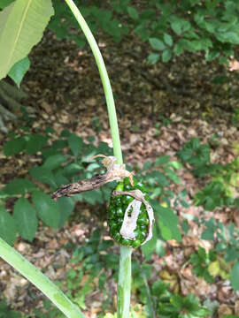 Image of Jack in the pulpit