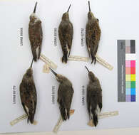 Image of Calidris alpina pacifica (Coues 1861)