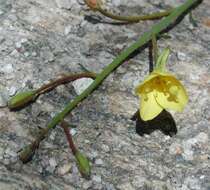 Image of California suncup