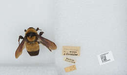 Слика од Bombus fraternus (Smith 1854)