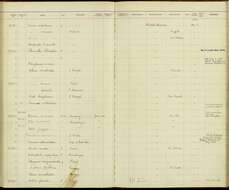 Glaucidium minutissimum (Wied-Neuwied 1830) resmi