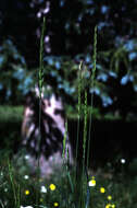 Image of Slender Wild Rye