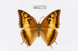 Image of Charaxes macclounii Butler 1895