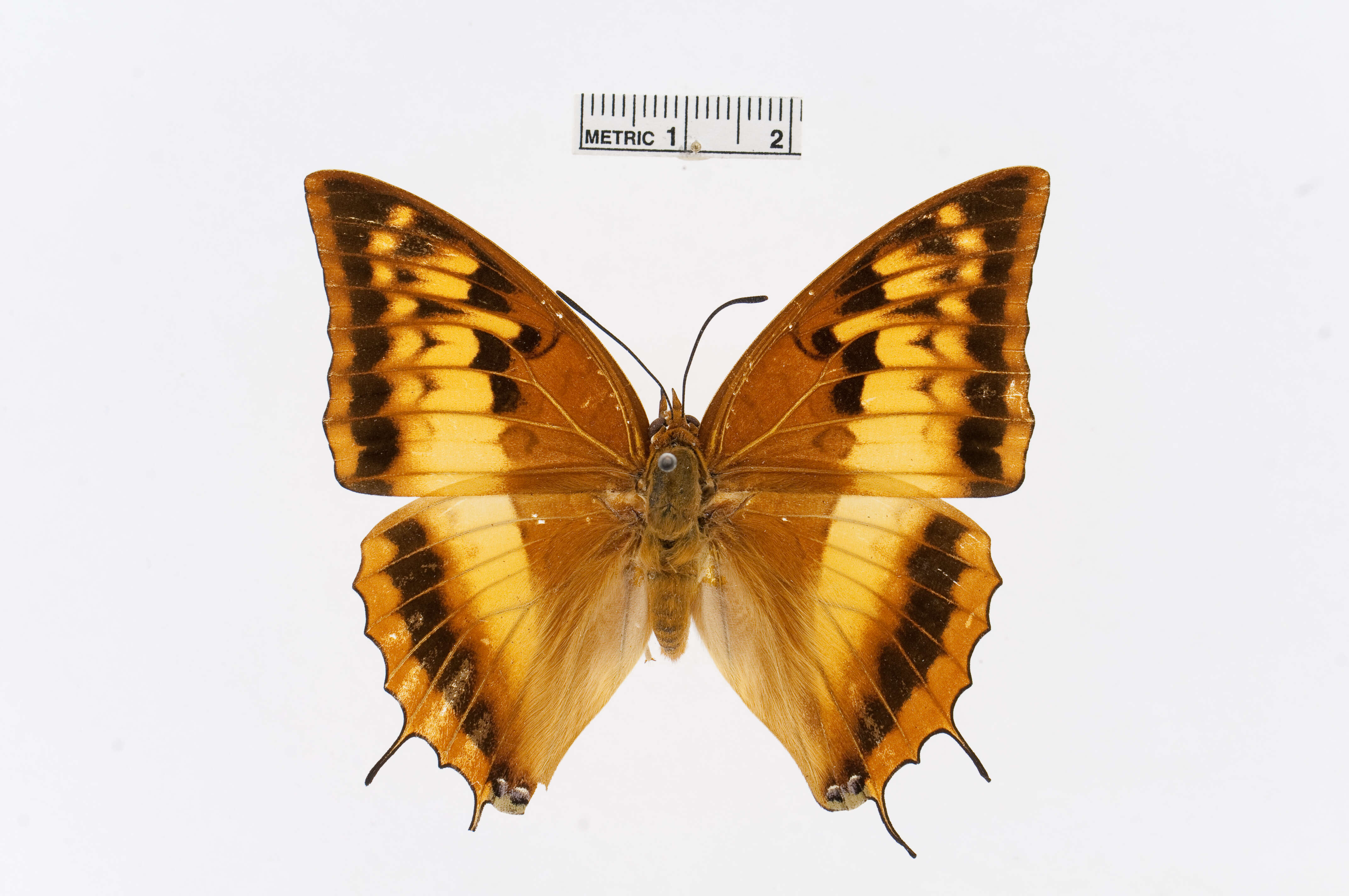 Image of Charaxes macclounii Butler 1895