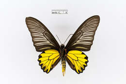 Image of Golden Birdwing Butterfly