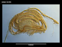 Sivun Bythocypris (Bythotriangularia) spiriscutica (Maddocks 1969) kuva