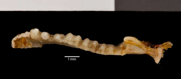 Слика од Myotis horsfieldii deignani Shamel 1942