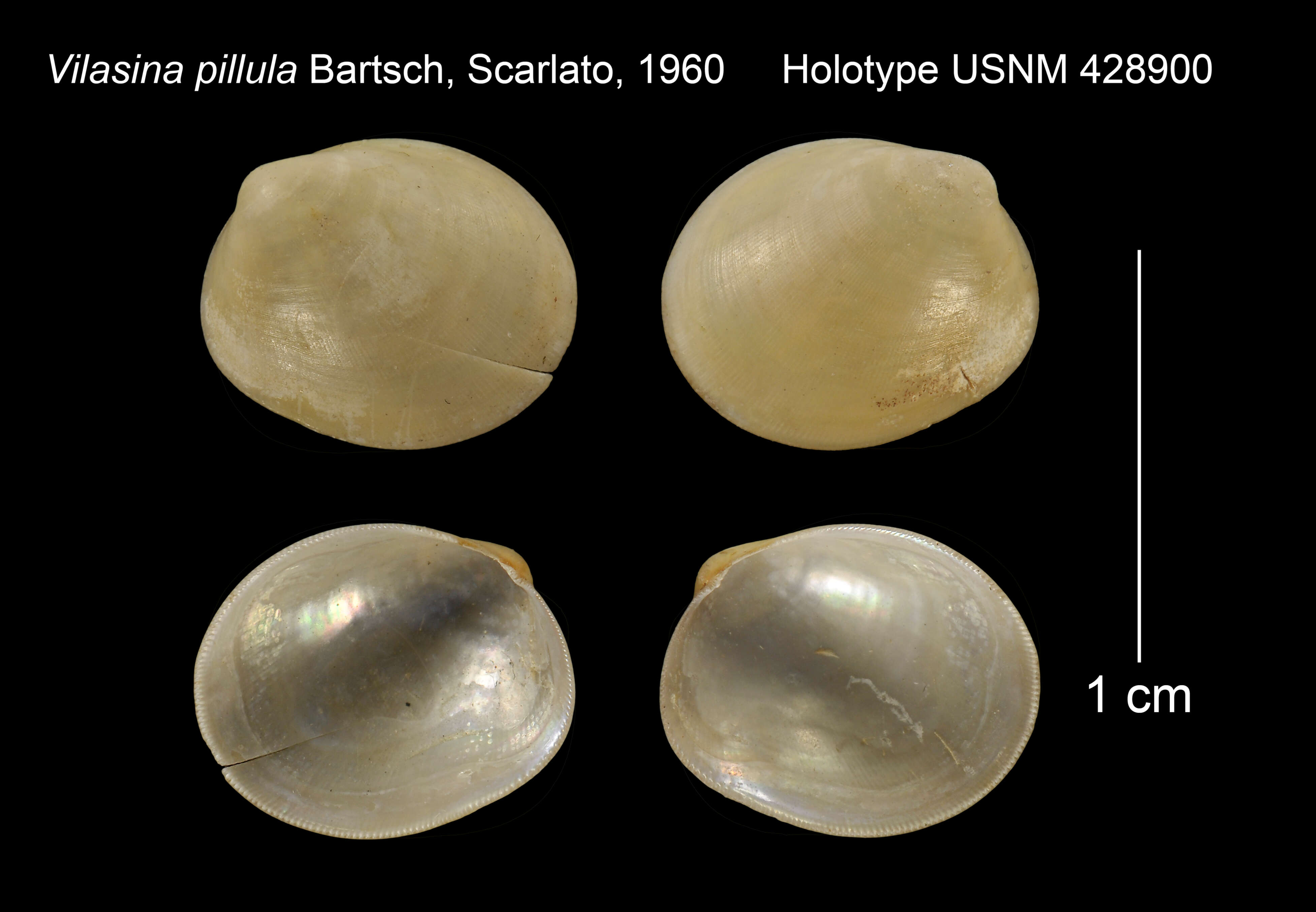 Image of Vilasina pillula Bartsch ex Scarlato 1960