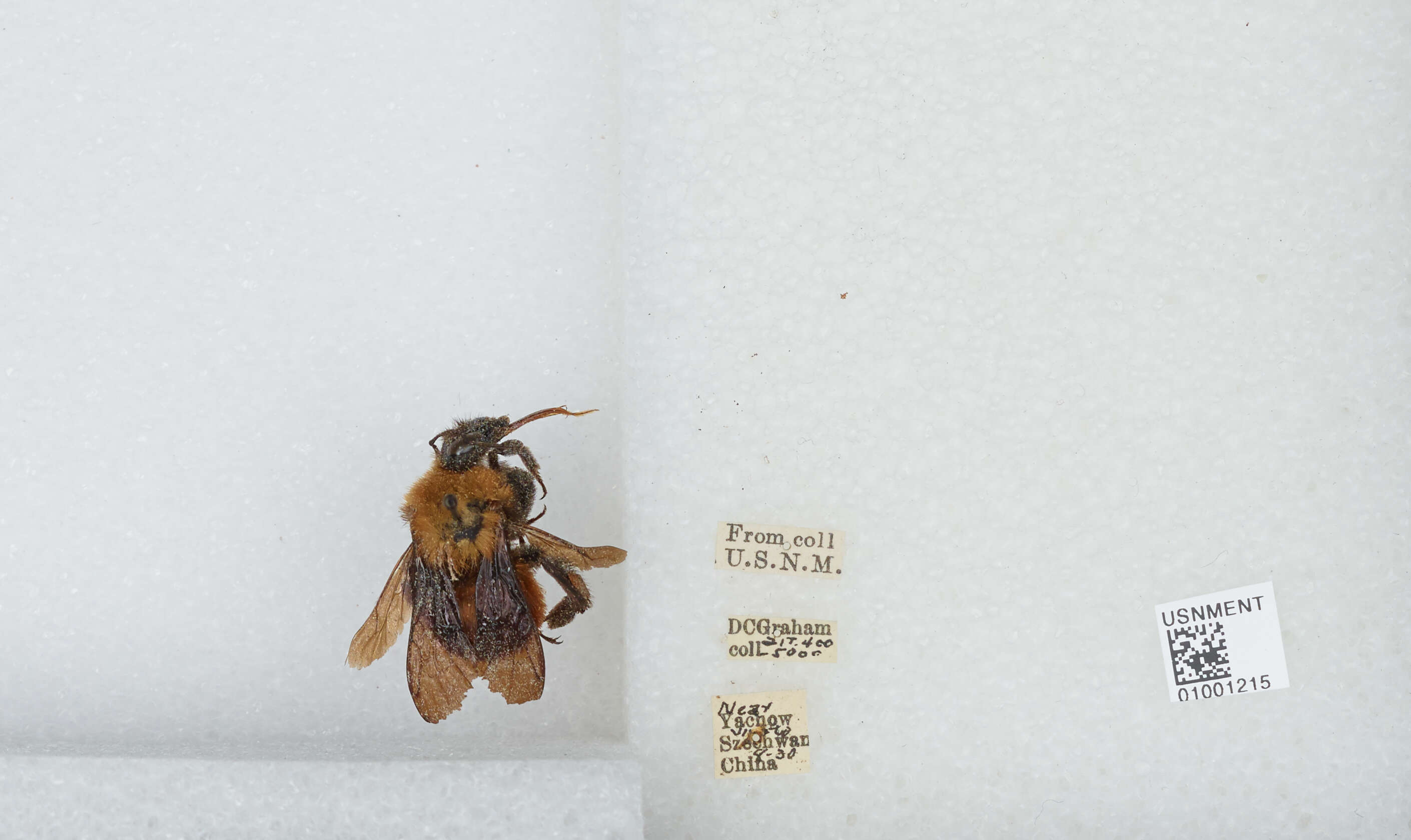 Image of Bombus atripes Smith 1852