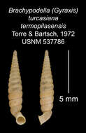 Imagem de <i>Brachypodella turcasiana termopilasensis</i> Torre & Bartsch