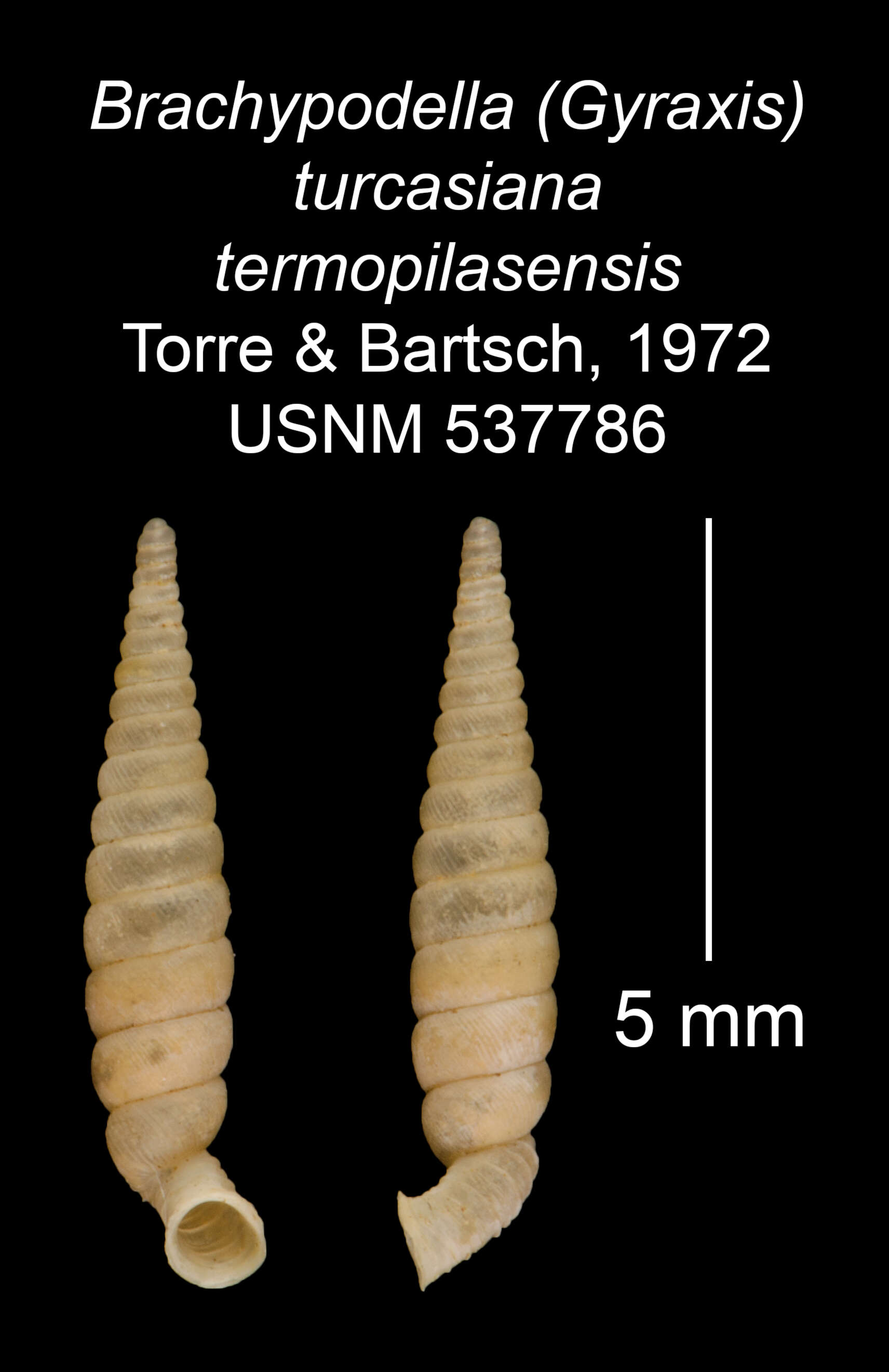 Imagem de <i>Brachypodella turcasiana termopilasensis</i> Torre & Bartsch