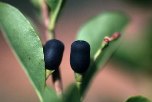 Image of four-angle leechbush