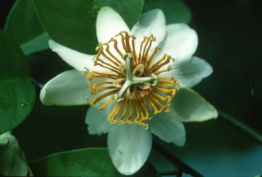 Image of Passiflora costata Mast.