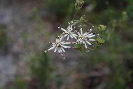 Image de Palafoxia feayi A. Gray