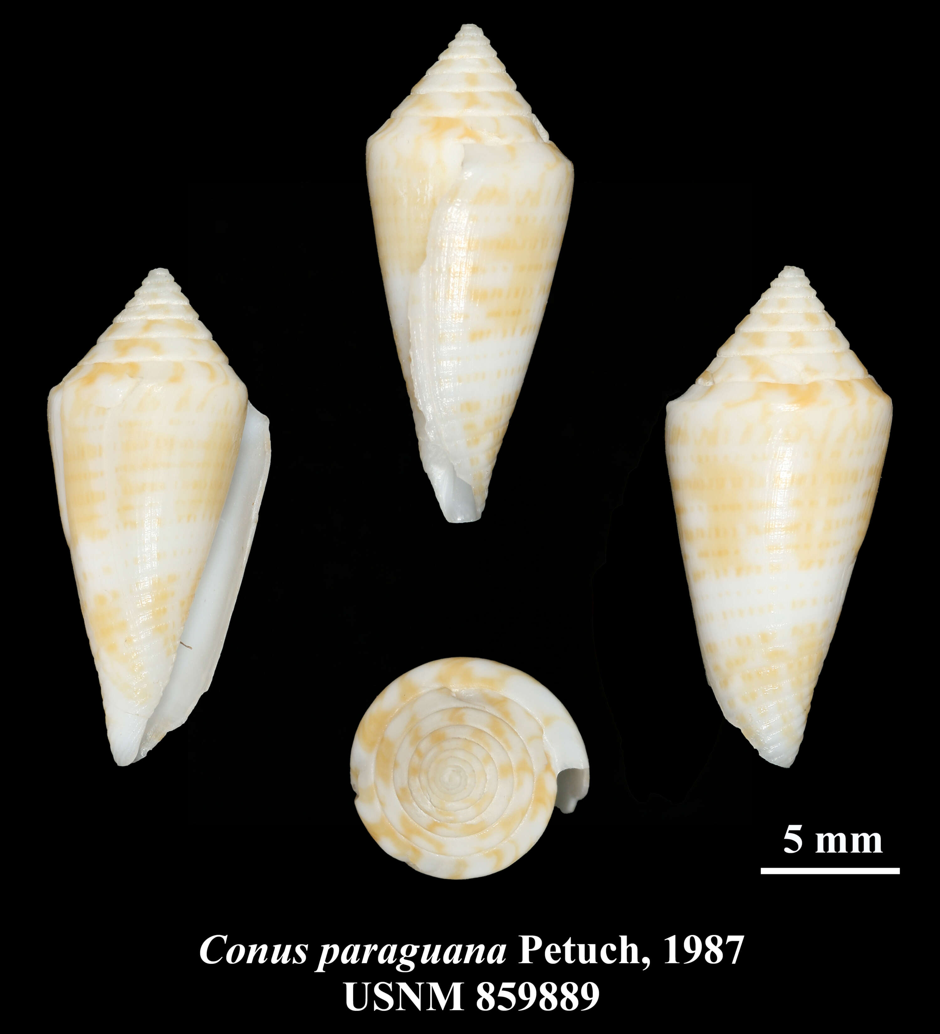 Sivun Conus paraguana Petuch 1987 kuva