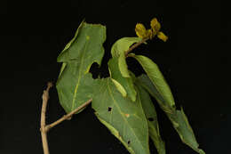 Image of Combretum fruticosum (Loefl.) Stuntz