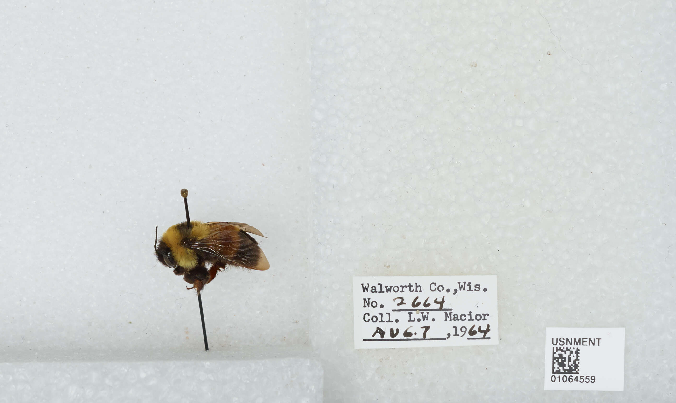 Слика од Bombus affinis Cresson 1864